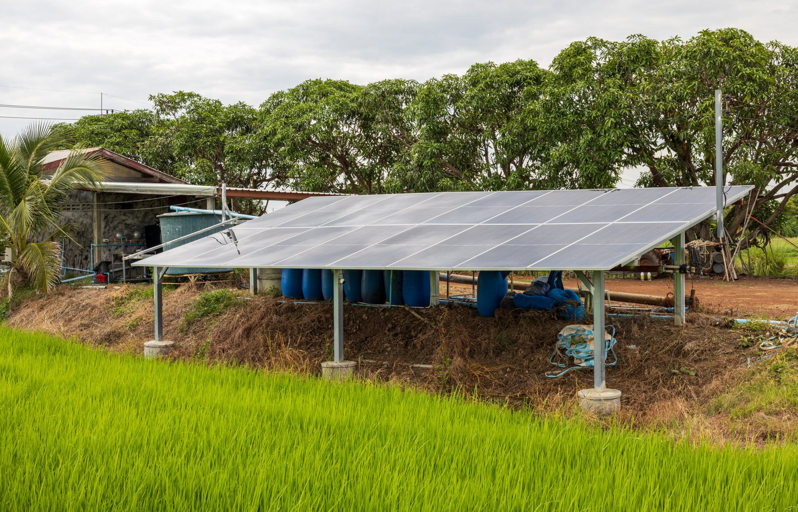 Vecteezy Low Rise View Through Green Rice Fields To Solar Panels 49537010 Scaled